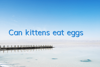 Can kittens eat eggs?