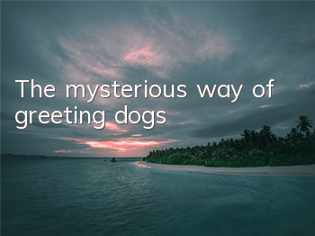 The mysterious way of greeting dogs