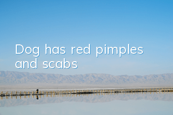 Dog has red pimples and scabs