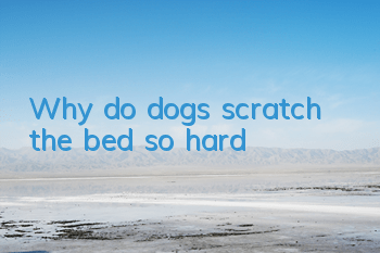 TWhy do dogs scratch the bed so hard?
