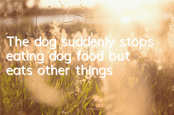 The dog suddenly stops eating dog food but eats other things
