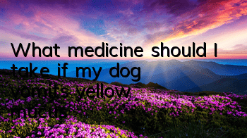 What medicine should I take if my dog ​​vomits yellow mucus?