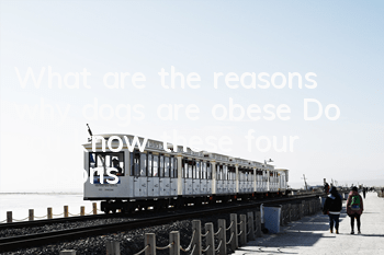 What are the reasons why dogs are obese? Do you know these four reasons?