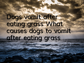 Dogs vomit after eating grass What causes dogs to vomit after eating grass