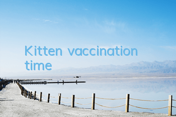 Kitten vaccination time
