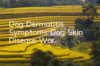 Dog Dermatitis Symptoms Dog Skin Disease War