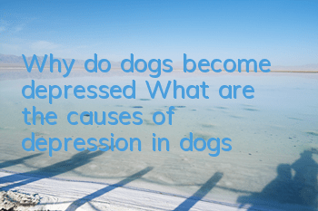 Why do dogs become depressed? What are the causes of depression in dogs?