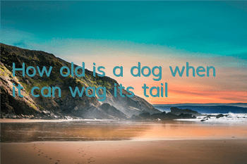 How old is a dog when it can wag its tail?