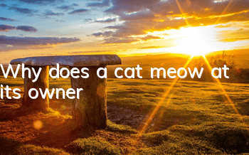 Why does a cat meow at its owner?