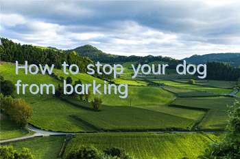 THow to stop your dog from barking?