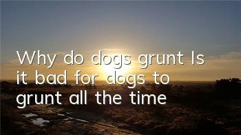 Why do dogs grunt? Is it bad for dogs to grunt all the time?