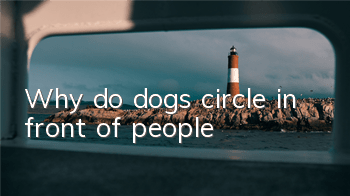 Why do dogs circle in front of people?