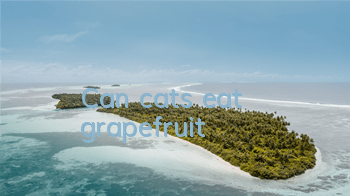 Can cats eat grapefruit?