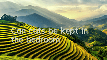 Can cats be kept in the bedroom?
