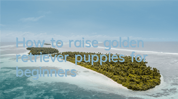 How to raise golden retriever puppies for beginners