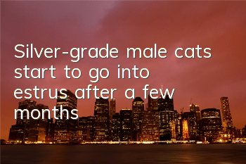 Silver-grade male cats start to go into estrus after a few months