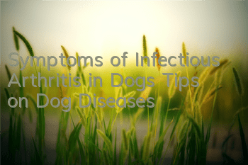 Symptoms of Infectious Arthritis in Dogs Tips on Dog Diseases
