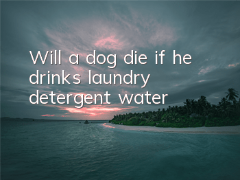 Will a dog die if he drinks laundry detergent water?