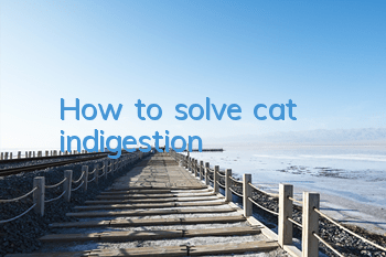 How to solve cat indigestion