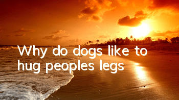 Why do dogs like to hug people’s legs?