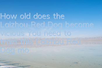 How old does the Laizhou Red Dog become vicious? You need to train this Laizhou Red Dog more!