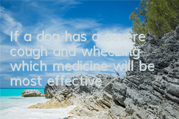 If a dog has a severe cough and wheezing, which medicine will be most effective?