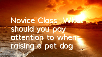 Novice Class | What should you pay attention to when raising a pet dog?