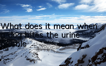 What does it mean when a dog bites the urine bubble?