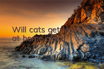 Will cats get lonely at home alone?