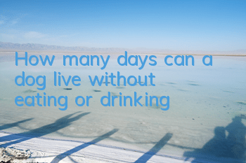 THow many days can a dog live without eating or drinking?