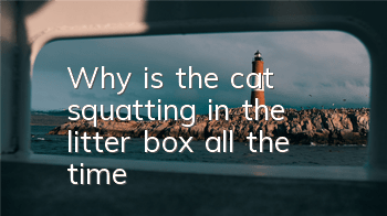 Why is the cat squatting in the litter box all the time?