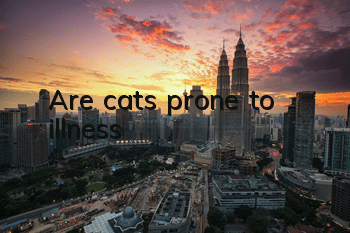 Are cats prone to illness?
