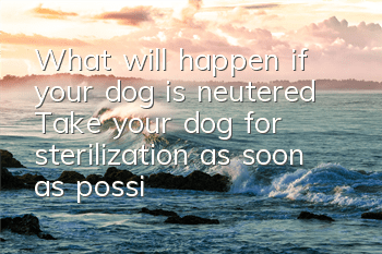 What will happen if your dog is neutered? Take your dog for sterilization as soon as possible.