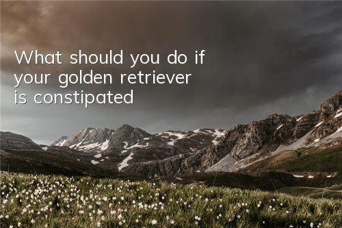 What should you do if your golden retriever is constipated?