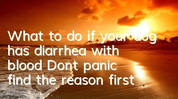 What to do if your dog has diarrhea with blood? Don’t panic, find the reason first