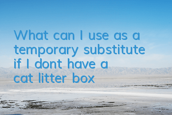 What can I use as a temporary substitute if I don’t have a cat litter box?
