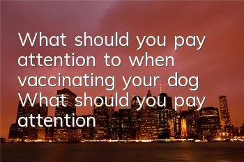What should you pay attention to when vaccinating your dog? What should you pay attention to when vaccinating your dog?