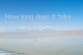 How long does it take for a dog to poop out a peach pit after swallowing it?