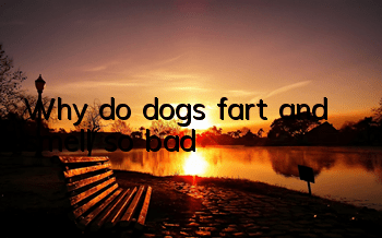 Why do dogs fart and smell so bad?