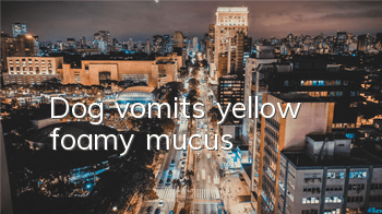 Dog vomits yellow foamy mucus
