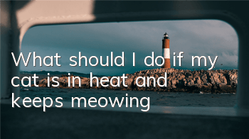 What should I do if my cat is in heat and keeps meowing?