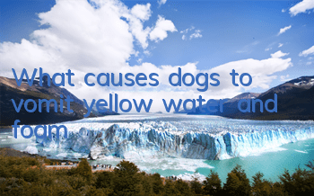 What causes dogs to vomit yellow water and foam?