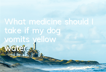 What medicine should I take if my dog ​​vomits yellow water?