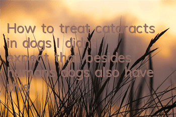 How to treat cataracts in dogs? I didn’t expect that besides humans, dogs also have this disease.