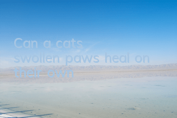 Can a cat's swollen paws heal on their own?