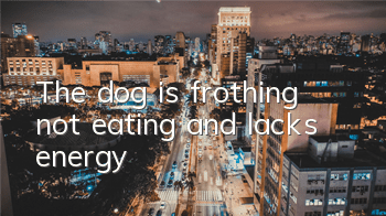 The dog is frothing, not eating, and lacks energy