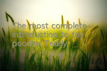 The most complete introduction to toy poodles (Teddy)!