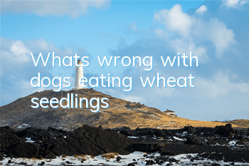 What's wrong with dogs eating wheat seedlings?