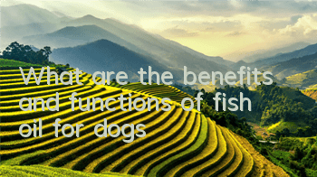 What are the benefits and functions of fish oil for dogs?