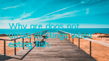 Why are dogs not afraid of stings when eating fish?